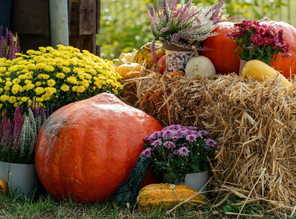 Großer orangefarbener Kürbis mit bunten Herbstblumen und Strohballen als herbstliche Deko im Garten.